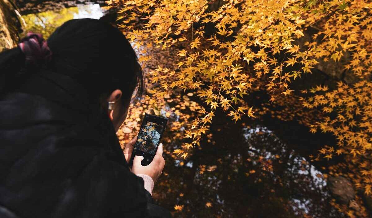 free iphone 12 government phone