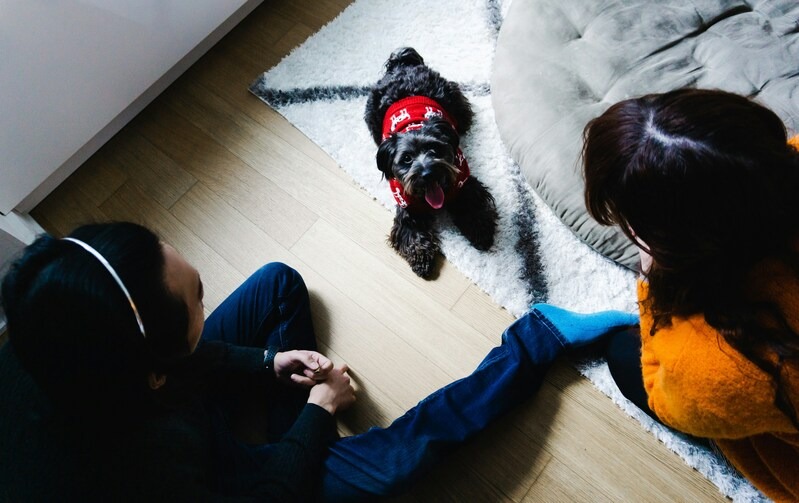 free pet insurance for low income families