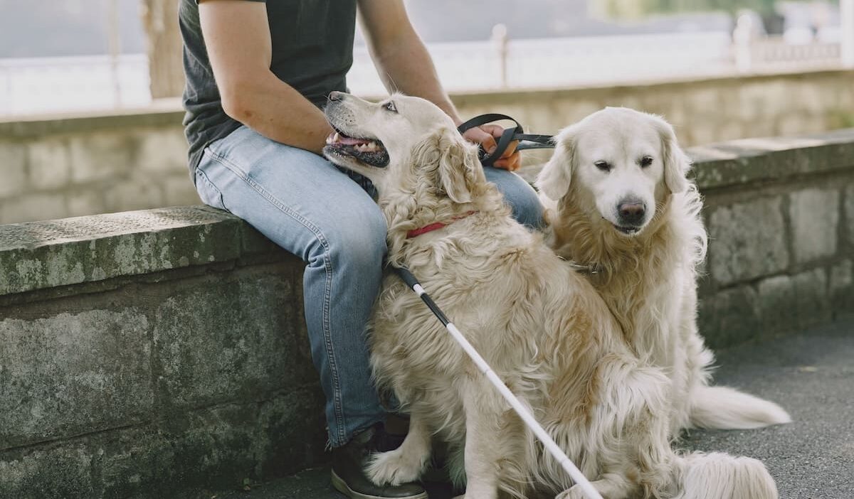 does medicaid cover service dogs